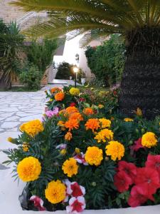 斯達林的住宿－Lena Studios，花园里的一束五颜六色的鲜花
