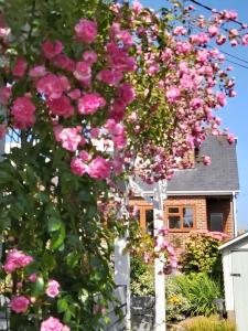 a tree with pink roses in front of a house at The Gem in Winchelsea