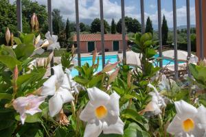 a garden with white flowers in front of a swimming pool at Relais Villa Isabel in Pietrasanta