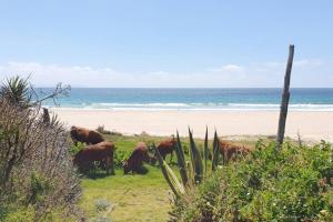 a herd of cows grazing on the beach at Bolonia Beach Campus in Tarifa