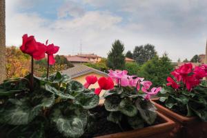 eine Gruppe roter und rosa Blumen in einem Fenster in der Unterkunft Le Residenze di San Lorenzo in Parabiago