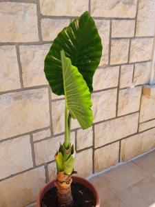 赫瓦尔Vila Luka的相册照片