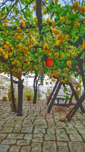 een bos sinaasappels hangend aan bomen in een tuin bij Il Limoneto di Lulù, holidays among the lemon trees in Minori