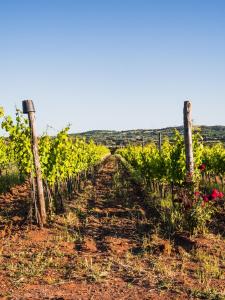 uma fileira de vinhas num campo com flores em Funtana'e Mari em Gonnesa