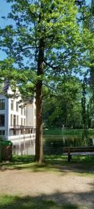 a tree and a bench in front of a lake at 't uiltje in Ermelo