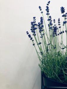 un vaso nero pieno di fiori viola di Suites Le Porte-Bonheur a Bruges