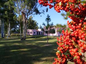 a bunch of cherries on a tree in a park at Las Achiras, Casas de Campo in Federación