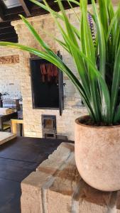 a potted plant sitting in front of a fireplace at Vatra Boiereasca in Cacica