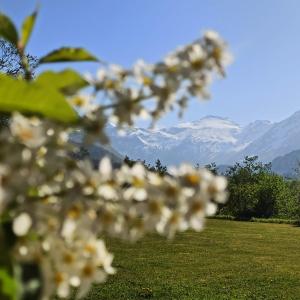 Banda białych kwiatów na polu z górami w obiekcie Phillipshaugen Lodge w mieście Øksendalsøra