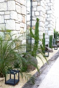 a group of cacti and plants in front of a building at Dmira Alacati in Alaçatı