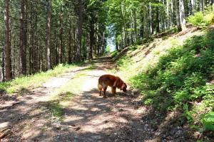 un chien brun marchant sur un chemin de terre dans l'établissement Haus Belchenwiese, à Kleines Wiesental