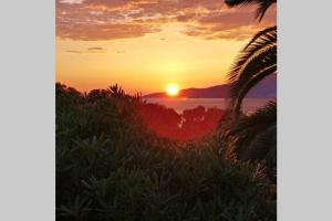 una puesta de sol sobre el océano con una palmera en Corse Blanca Casa à PORTICCIO / AJACCIO, en Grosseto-Prugna