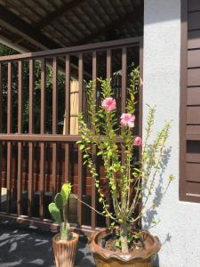 two potted plants are sitting on a porch at Jasmine & Tea House in Mae Nam