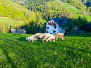 a herd of sheep grazing in a field of grass at Willa Pod Bukami in Wisła