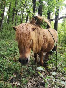 Marmont-PachasにあるDomaine de Cavaillaのギャラリーの写真