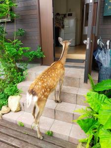 a cat standing on the steps of a house at Deer hostel- - 外国人向け - 日本人予約不可 in Nara