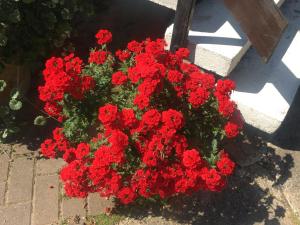 Ein Garten an der Unterkunft Ferienwohnung Rosi Stoppa
