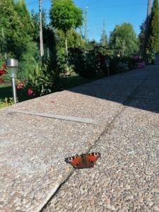 Fotografia z galérie ubytovania Levélke Mini Apartman v destinácii Gárdony
