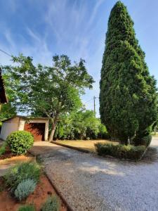 a large pine tree next to a driveway at House Vedran in Labin
