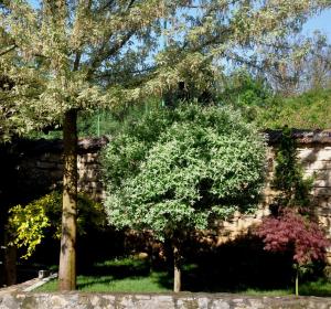 drzewo przed kamienną ścianą w obiekcie Guesthouse Djurić w mieście Negotin