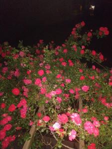 Foto dalla galleria di Studios Galanis ad Áfitos