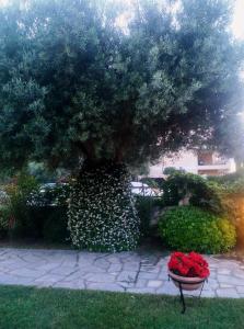 Foto dalla galleria di Studios Galanis ad Áfitos Altre 23 foto