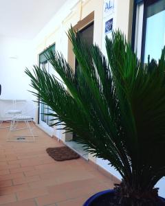 una pianta di palma in una pentola di fronte a un edificio di Casa Ocean a Carvoeiro