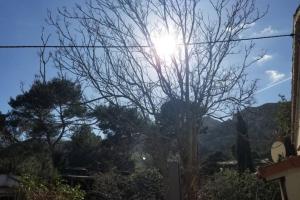 a tree with the sun shining through it at Calanques de Sormiou in Marseille