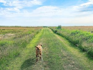 un chien marchant sur un chemin de terre dans un champ dans l'établissement 8 person holiday home in rsted, à Kare