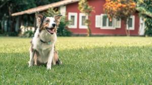 a dog sitting in the grass in a field at Vila Siriúba Hotel in Ilhabela