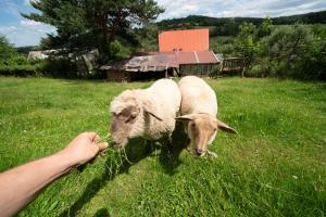Zvieratá v apartmáne alebo blízkom okolí