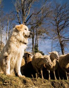 バニェール・ド・ビゴールにあるVie d'Estiveの羊の群れの横に立つ犬