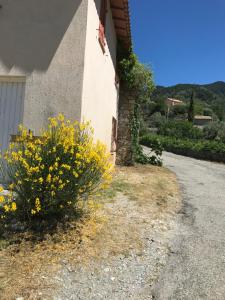a plant with yellow flowers next to a building at La Ferme des Cailletiers chez Marco in Lucéram