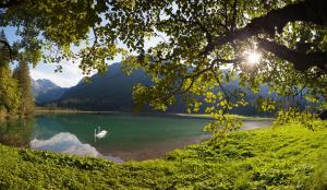 a lake with a white bird in the water at Appartements Höller in Kleinarl