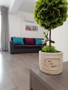 a potted plant sitting on a table in a living room at Apartament Porto Del Mar in Mamaia Sat/Năvodari