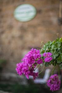 Zahrada ubytování B&B Etruscan Garden