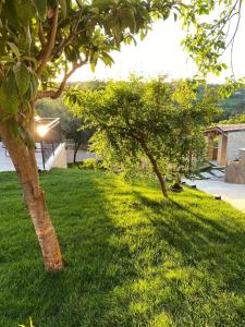 dos árboles en un patio con césped verde en Relais FraSimon Antico Casale, en San Vito Chietino