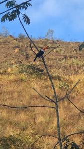 a bird perched on top of a tree branch at Pesque pague pousada do Carlinho in Pinheiral