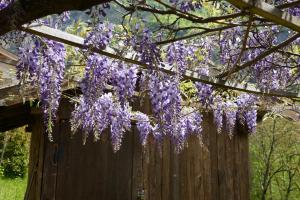 A garden outside Casa Curti