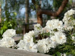 A garden outside Relais Manfredi