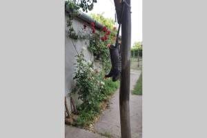 Vonkajšia záhrada v ubytovaní Igricz Farmház