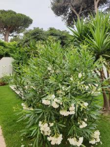 A garden outside Sole D'oro IUN S4354