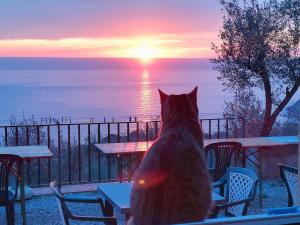 a cat sitting on a table looking at the sunset at Perla del Levante Hostel in Framura