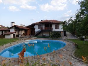 un chien debout en face d'une piscine dans l'établissement СЪНТОВЕЦ - къща за гости, à Asparuhovo