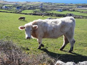 Fotografie z fotogalerie ubytování Island View Bed and Breakfast v destinaci Doolin