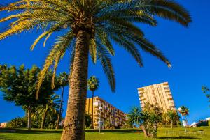una palmera en un parque frente a un edificio en 427 Estudio en Júpiter Apartamentos - Vista a la piscina, el mar y las montaña, en Benalmádena