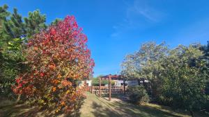 un arbre avec des feuilles rouges dans une cour avec des arbres dans l'établissement Complejo Cabañas Piriápolis, à Piriápolis