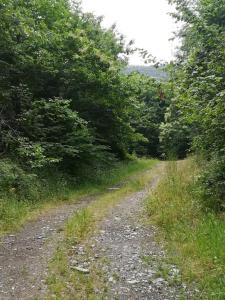 un camino de tierra en medio de un bosque en Chambres d'Hôtes Les Jourdets à l'Abri de l'Orée, en Lairière
