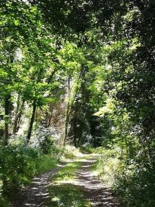 un camino de tierra a través de un bosque con árboles en Chambres d'Hôtes Les Jourdets à l'Abri de l'Orée, en Lairière