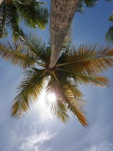 una palmera con el sol brillando en ella en gîtes Studio de tourisme du Domaine Piscine Spa Balnéo en Lescout